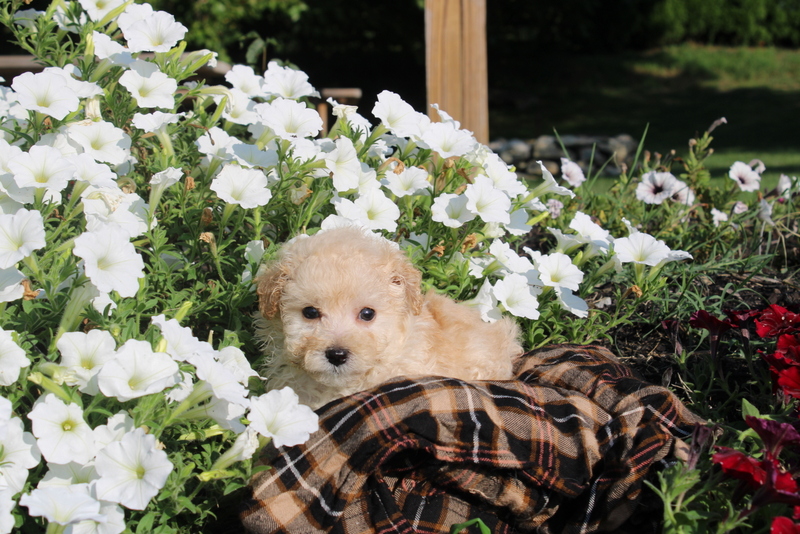 puppy, for, sale, Toy Poodles, Matthew B. Stoltzfus, dog, breeder, Gap, PA, dog-breeder, puppy-for-sale, forsale, nearby, find, puppyfind, locator, puppylocator, aca